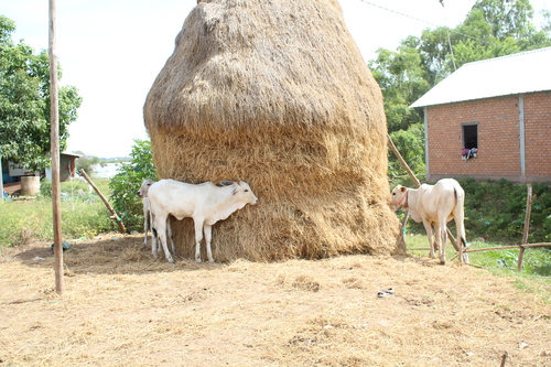 Veal sbov survey straw and cow IMG_0621.JPG