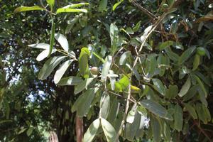 Young fruit and leaves of Sandan.JPG